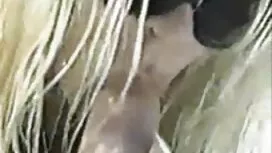Deux blondes sucer p ...